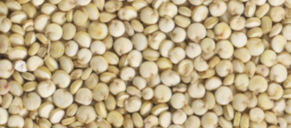 Ontkiemende zaden quinoa bio